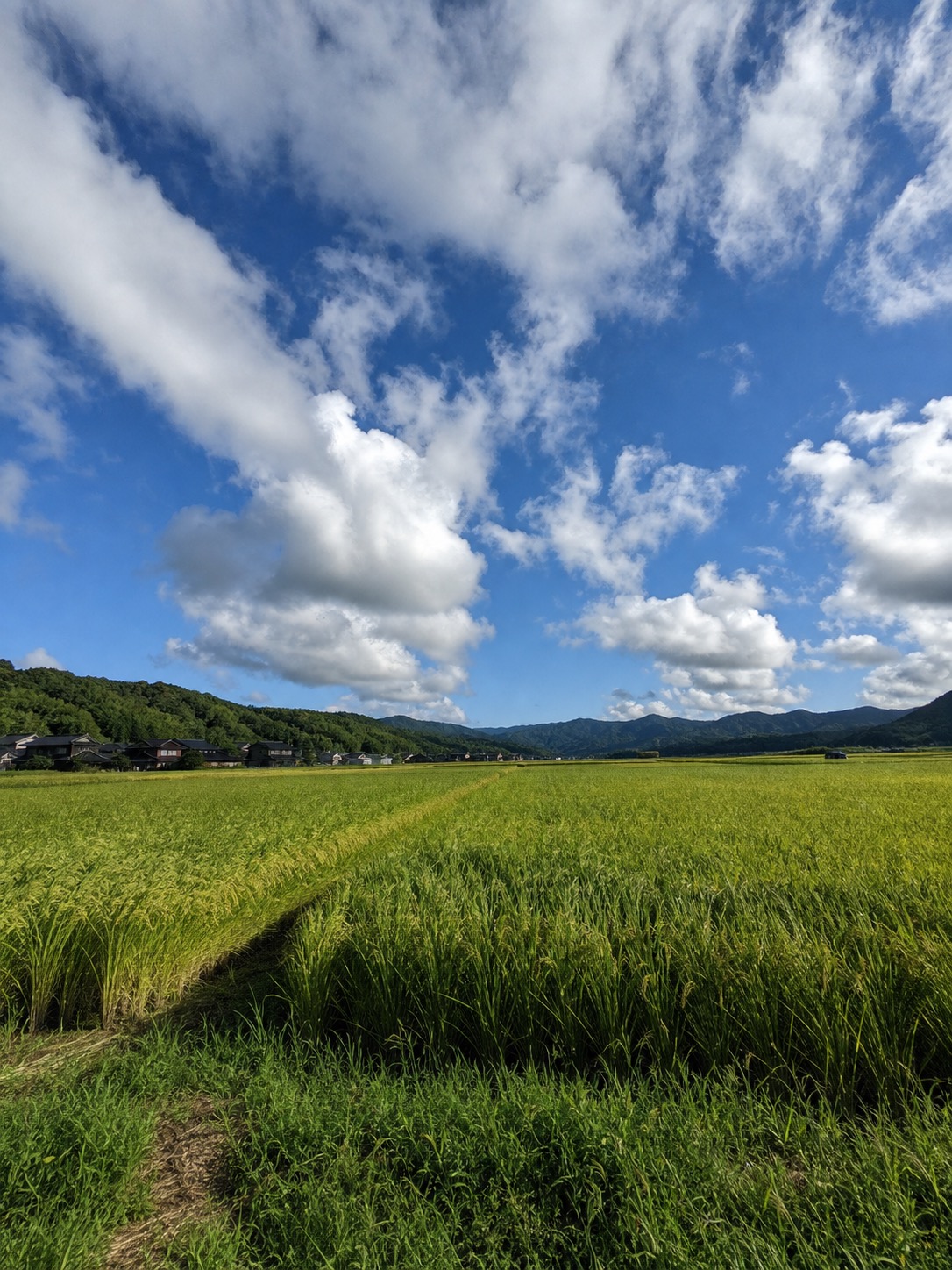 久美浜の田んぼと空