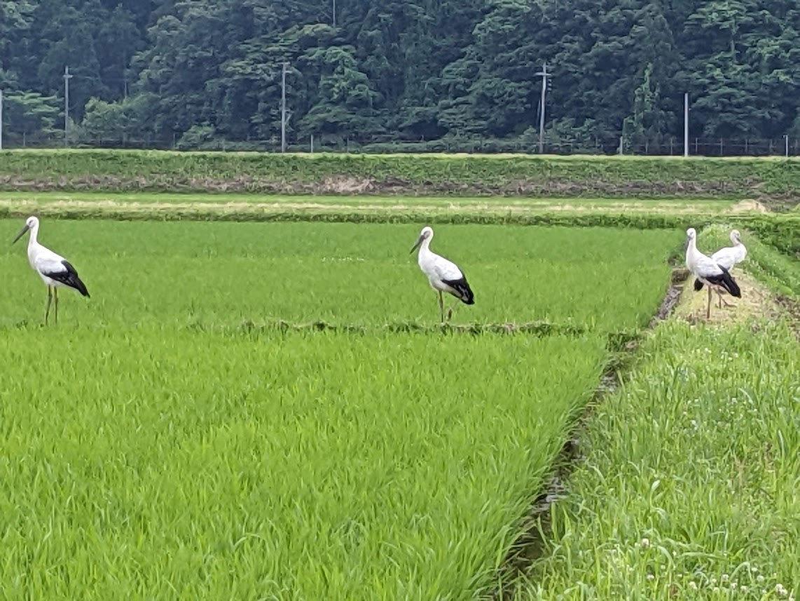 久美浜の田んぼに遊びに来たコウノトリ